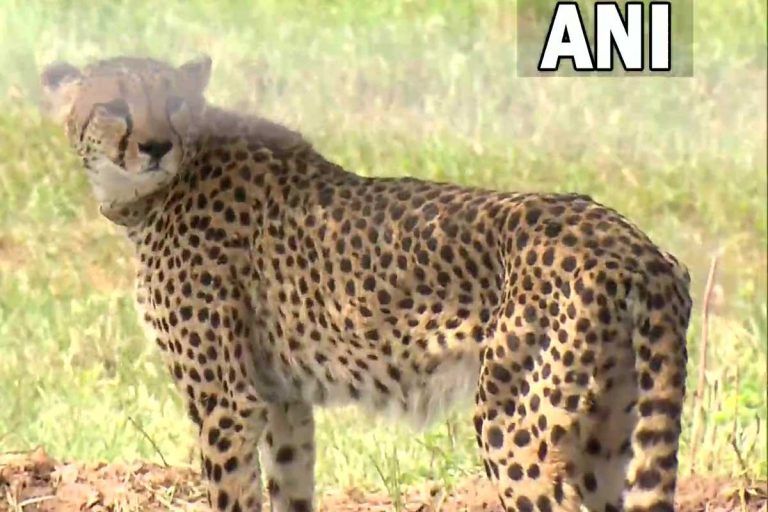 India Hopes to See Birth Of Cheetah In 7 Decades